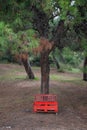 Red bench under pine tree forest Royalty Free Stock Photo