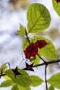 red beresklet seeds on a branch