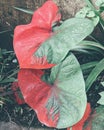 red beret caladium flower with garden background