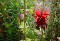 Red bergamot flower Royalty Free Stock Photo