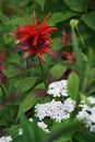 Red bergamot, monarda flower and yarrow flower in a thicket of bushes in summer