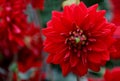 Red Berliner Kleene Dahlia Dahlia pinnata Royalty Free Stock Photo