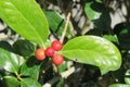 Red berres ilex cornuta in the garden, closeup