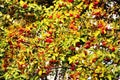 Red berres and a yellow leaves, plant branches