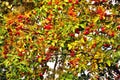 Red berres and a yellow leaves, plant branches