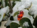 Red berrie in a snowy bush