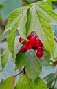 Red berried Elder in full bloom