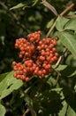 Red-berried Elder, Trosvlier, Sambucus racemosa