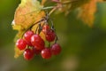 Red berries 2