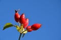 Red berries