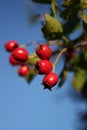 Red Berries Royalty Free Stock Photo