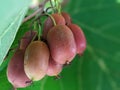 red berries actinidia on a branch close-up in the garden. Royalty Free Stock Photo