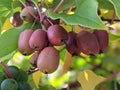 red berries actinidia on a branch close-up in the garden. Royalty Free Stock Photo