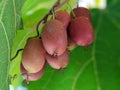 red berries actinidia on a branch close-up in the garden. Royalty Free Stock Photo