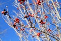 Red berries against blue sky 3