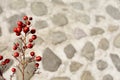 Red berries against the wall background