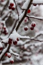 Red berries, apples on the branches under a layer of snow. Falling snow, snowy , macro photography. Winter photo Royalty Free Stock Photo