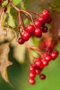 Red berries of arrowwood