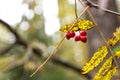 Red berries of ashberry on the branch of the tree in the autumn forest. drop of water drips from the berry Royalty Free Stock Photo