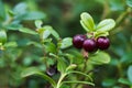 Red berries on a background of green leaves