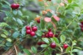 Red berries on a background of green leaves