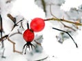 Red berries a background of a winter langscape Royalty Free Stock Photo