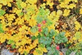 red berries on a background of yellow leavestober,city flowerbed, contrasts