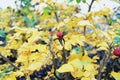 red berries on a background of yellow leavestober,city flowerbed, contrasts