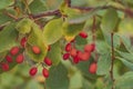 Red berries of barberry on a background of blurred foliage Royalty Free Stock Photo