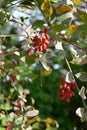 Red berries on barberry bush Berberis. Autumn day