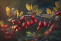 Red Berries of Barberry on a Bush Branch for Festive Banners.