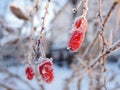 Red berries of a barberry hang from the bare branches of the plant. The fruits are covered with hoarfrost, the garden is covered Royalty Free Stock Photo