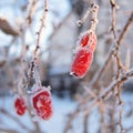 Red berries of a barberry hang from the bare branches of the plant. The fruits are covered with hoarfrost, the garden is covered Royalty Free Stock Photo