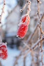 Red berries of a barberry hang from the bare branches of the plant. The fruits are covered with hoarfrost, the garden is covered Royalty Free Stock Photo
