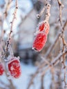 Red berries of a barberry hang from the bare branches of the plant. The fruits are covered with hoarfrost, the garden is covered Royalty Free Stock Photo