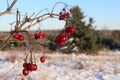 Red berries on a bare branch hanging in bunches or clusters on a clear winter day