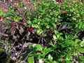 Red berries of red bilberry on . Berries in the tundra Royalty Free Stock Photo