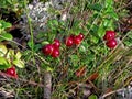 Red berries of red on bushes. Berries in the tundra Royalty Free Stock Photo