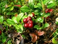 Red berries of  bilberry on bushes. Berries in the tundra Royalty Free Stock Photo