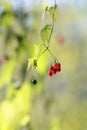 Red berries of bittersweet (solanum dulcamara)