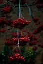 Red berries on a branch