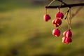 Red berries on the branch during sunset, Euonymus