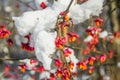 Red berries on the branch during sunset, European spindle, Euonymus europaeus with snow.