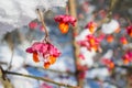 Red berries on the branch during sunset, European spindle, Euonymus europaeus with snow.