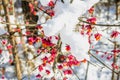 Red berries on the branch during sunset, European spindle, Euonymus europaeus with snow.