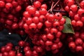 Red berries branch viburnum fall. Generate Ai Royalty Free Stock Photo