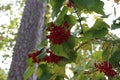 Red berries and broadleaves of a Viburnum dilatatum Cardinal Candy shrub