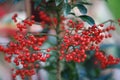 Red berries Buffaloberries plant with leaf and branch in garden,Red berry plants and fruits,Holly green foliage with nature red Royalty Free Stock Photo