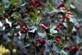 The red berries on the Bush . the fruits are berries on the tree