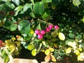Syzygium Australe bush with berry berries Royalty Free Stock Photo